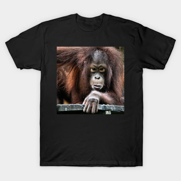 You Looking At Me?? Orangutan, Sepilok, Borneo T-Shirt by Carole-Anne